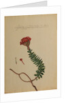 Cotyledon africana by Georg Dionysius Ehret