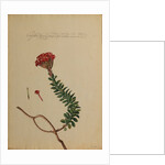 Cotyledon africana by Georg Dionysius Ehret