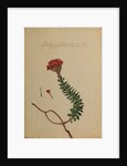 Cotyledon africana by Georg Dionysius Ehret