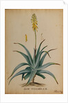 Aloe vulgaris by Georg Dionysius Ehret