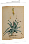 Aloe vulgaris by Georg Dionysius Ehret