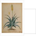 Aloe vulgaris by Georg Dionysius Ehret