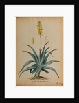 Aloe vulgaris by Georg Dionysius Ehret