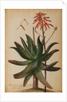 Aloe africana by Georg Dionysius Ehret
