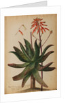 Aloe africana by Georg Dionysius Ehret