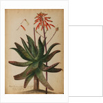 Aloe africana by Georg Dionysius Ehret