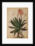 Aloe africana by Georg Dionysius Ehret
