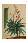 Aloe africana by Georg Dionysius Ehret