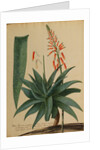 Aloe africana by Georg Dionysius Ehret