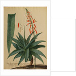 Aloe africana by Georg Dionysius Ehret