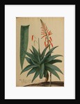 Aloe africana by Georg Dionysius Ehret
