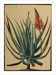 Aloe succotrina by Jacob van Huysum