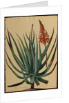 Aloe succotrina by Jacob van Huysum