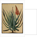 Aloe succotrina by Jacob van Huysum