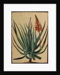 Aloe succotrina by Jacob van Huysum