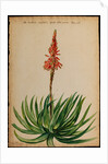 Aloe succotrina by Jacob van Huysum