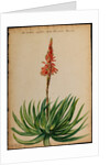 Aloe succotrina by Jacob van Huysum