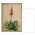 Aloe succotrina by Jacob van Huysum