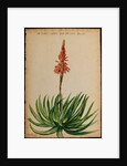 Aloe succotrina by Jacob van Huysum