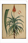 Aloe Africana by Georg Dionysius Ehret