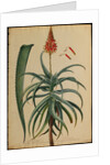 Aloe Africana by Georg Dionysius Ehret