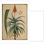 Aloe Africana by Georg Dionysius Ehret