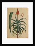 Aloe Africana by Georg Dionysius Ehret