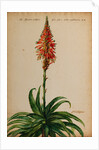 Aloe africana by Jacob van Huysum