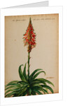 Aloe africana by Jacob van Huysum