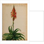 Aloe africana by Jacob van Huysum