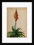 Aloe africana by Jacob van Huysum