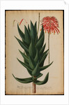 Aloe africana by Georg Dionysius Ehret