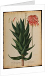 Aloe africana by Georg Dionysius Ehret
