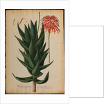 Aloe africana by Georg Dionysius Ehret