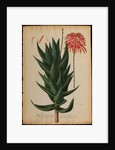 Aloe africana by Georg Dionysius Ehret