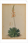 Aloe africana by Georg Dionysius Ehret