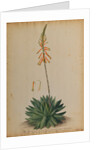 Aloe africana by Georg Dionysius Ehret