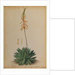Aloe africana by Georg Dionysius Ehret