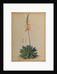 Aloe africana by Georg Dionysius Ehret