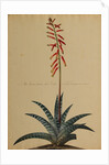 Aloe africana by Georg Dionysius Ehret