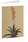 Aloe africana by Georg Dionysius Ehret