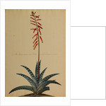 Aloe africana by Georg Dionysius Ehret