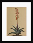 Aloe africana by Georg Dionysius Ehret