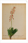 Aloe africana by Georg Dionysius Ehret