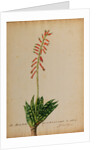 Aloe africana by Georg Dionysius Ehret