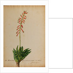 Aloe africana by Georg Dionysius Ehret
