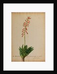 Aloe africana by Georg Dionysius Ehret