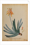 Aloe africana arborescens by Georg Dionysius Ehret