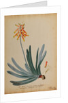 Aloe africana arborescens by Georg Dionysius Ehret