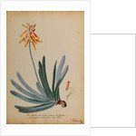 Aloe africana arborescens by Georg Dionysius Ehret